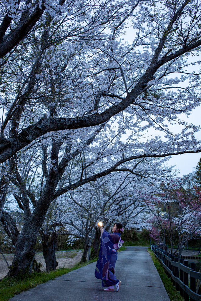 桜並木の下で
