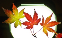 ランタンといろは紅葉　１