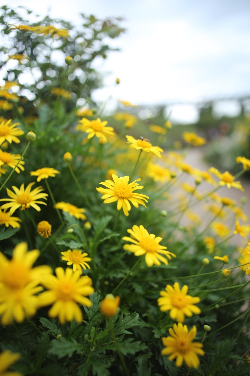 秋の可憐なお花