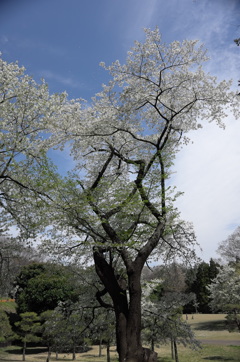 白桜