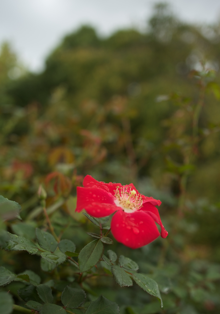 雨上がりの紅華