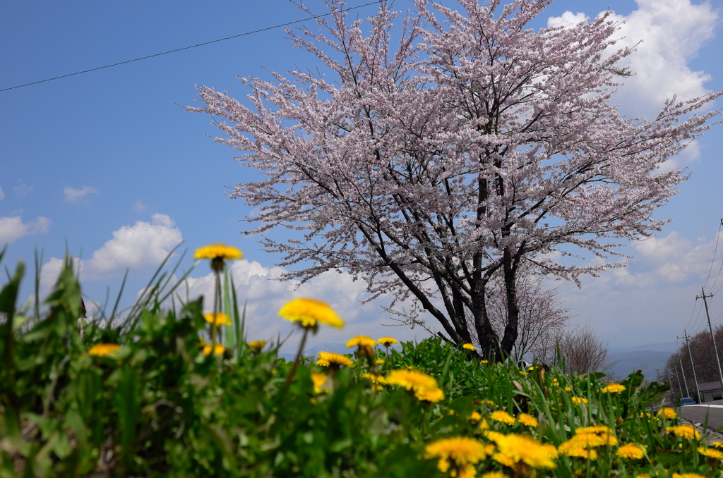 里山の春