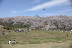 森林公園の桜