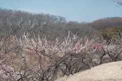 根岸森林公園の春四