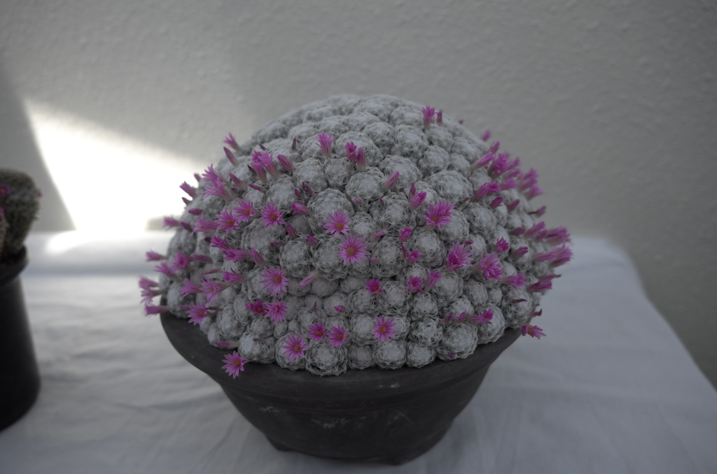 サボテンの花