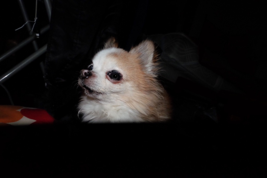 916B073A-1986-4313-BBF3-0FFEB8915062