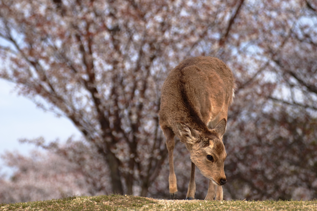 若草山にて