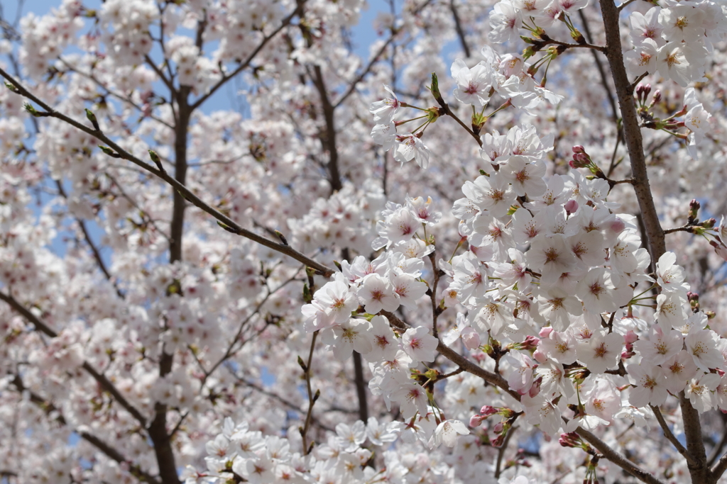 公園の桜