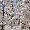 公園の桜