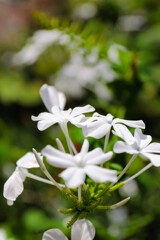 建物の片隅に咲く花