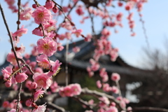 大和郡山城跡公園　梅の花