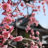 大和郡山城跡公園　梅の花