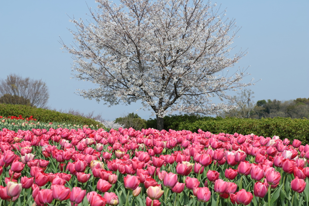 チューリップと桜