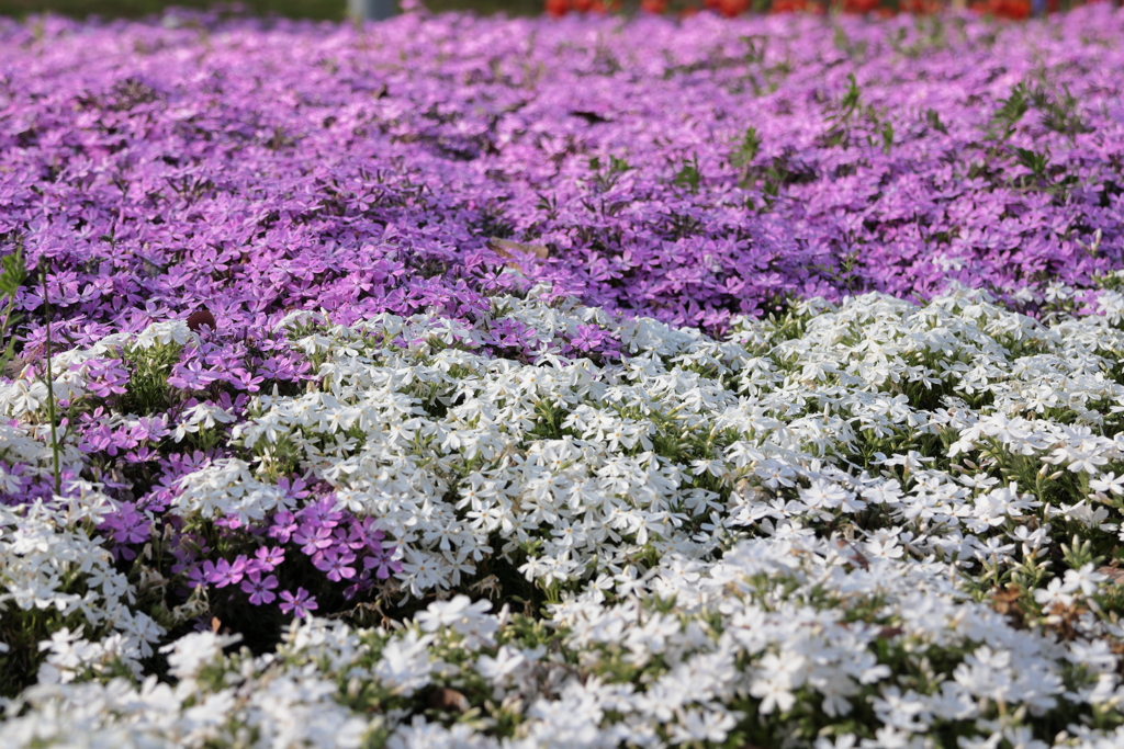 芝桜