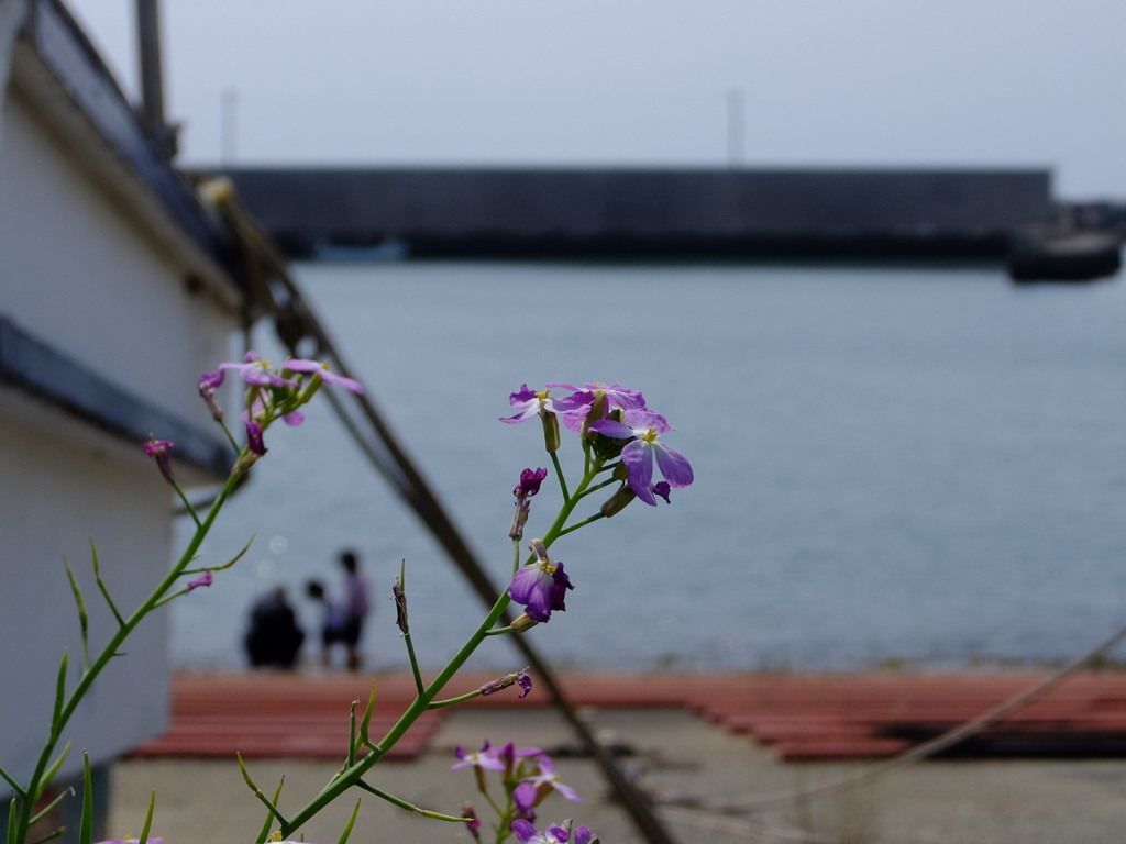 港に咲く花
