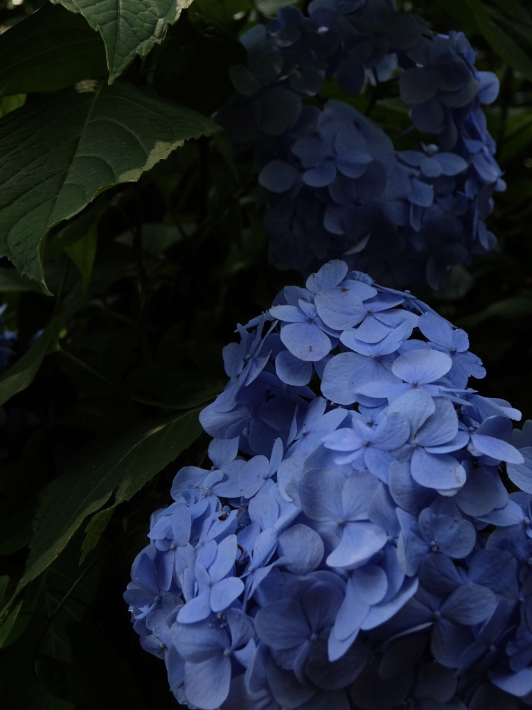 紫陽花