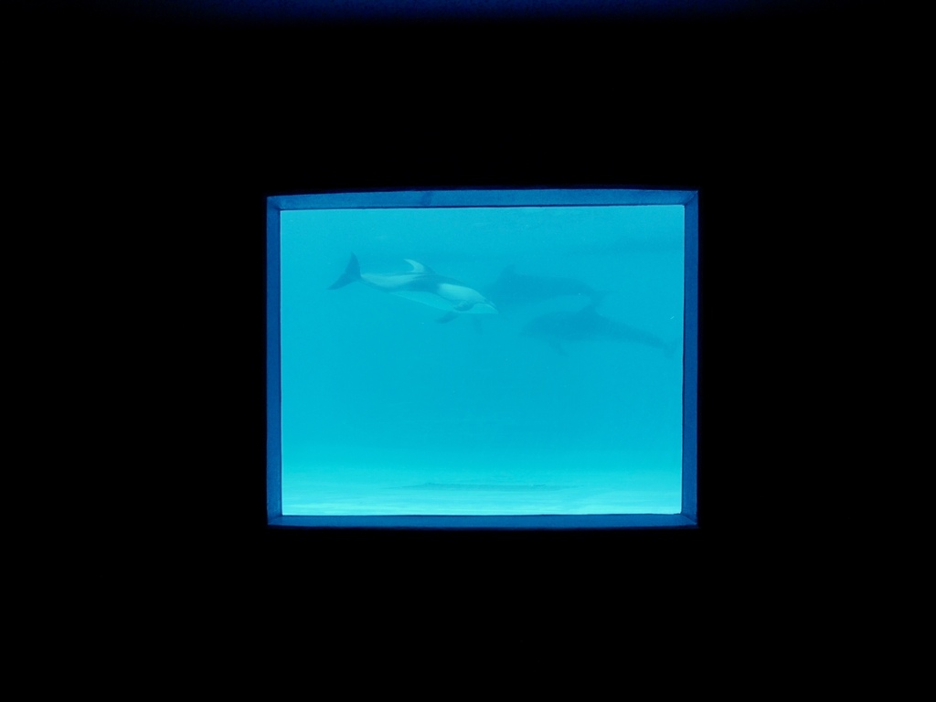 窓