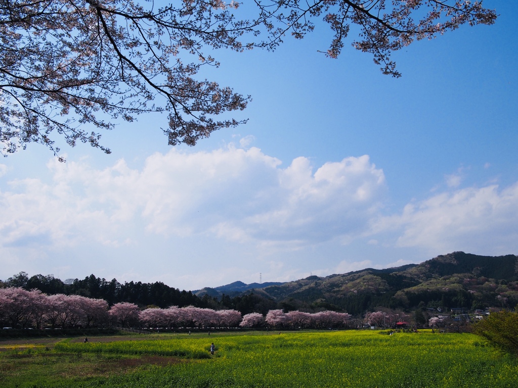 春の里山
