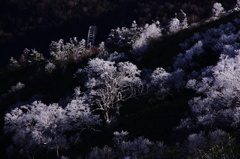 源太ケ岳の霧氷