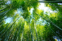 報国寺の竹林
