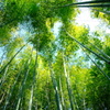 報国寺の竹林