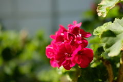 お花