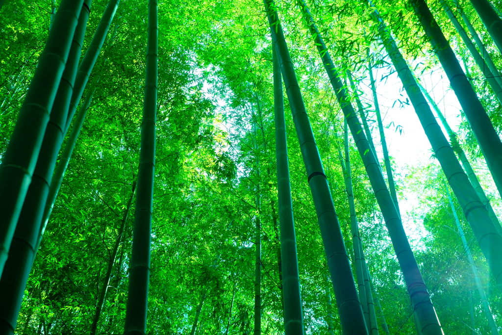 報国寺の竹林