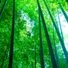 報国寺の竹林