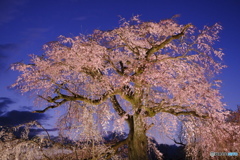 円山公園公園 夜桜