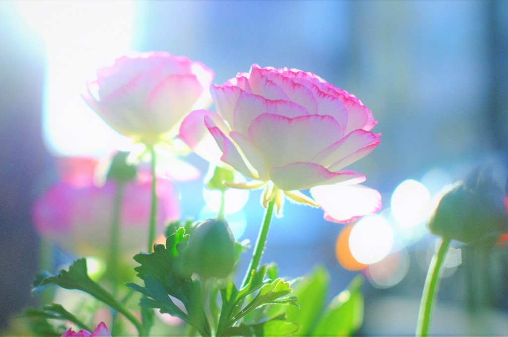 day dream