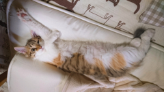 天使か？