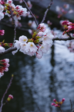 花冷えの候