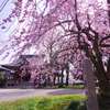 八幡さんを彩る枝垂れ桜