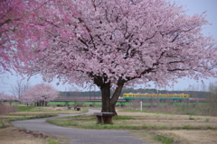 春色遊歩道