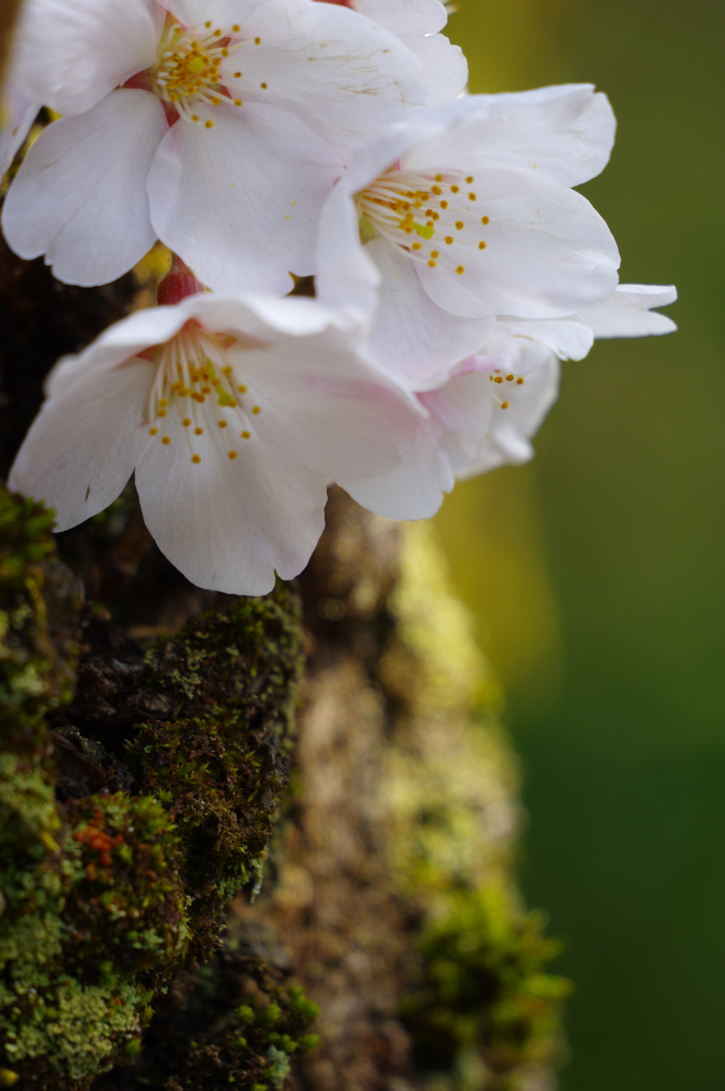 胴吹き桜咲く By みろみち Id 写真共有サイト Photohito