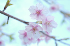 花は咲く