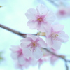 花は咲く