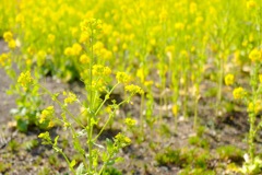 菜の花畑