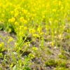 菜の花畑
