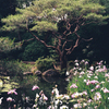 たまにはフィルム！