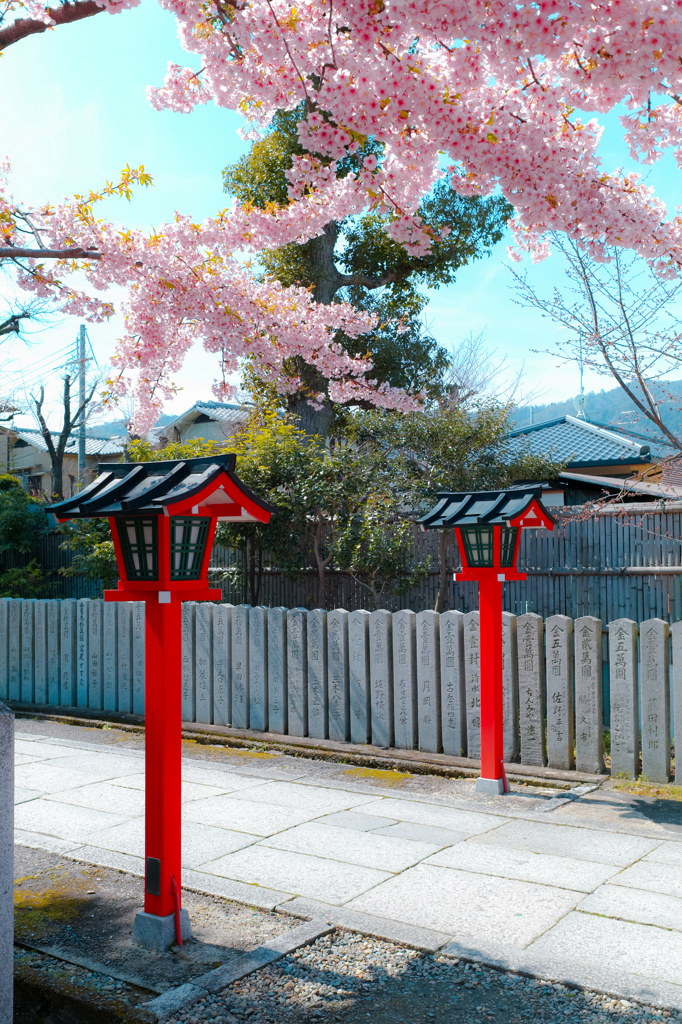 神社の春