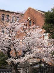 桜の季節