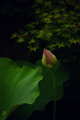 涼感その２