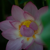 恋