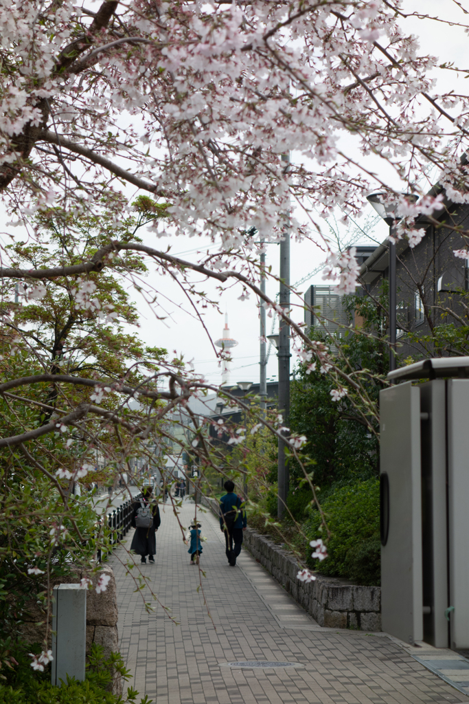 桜、寸景