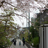 桜、寸景