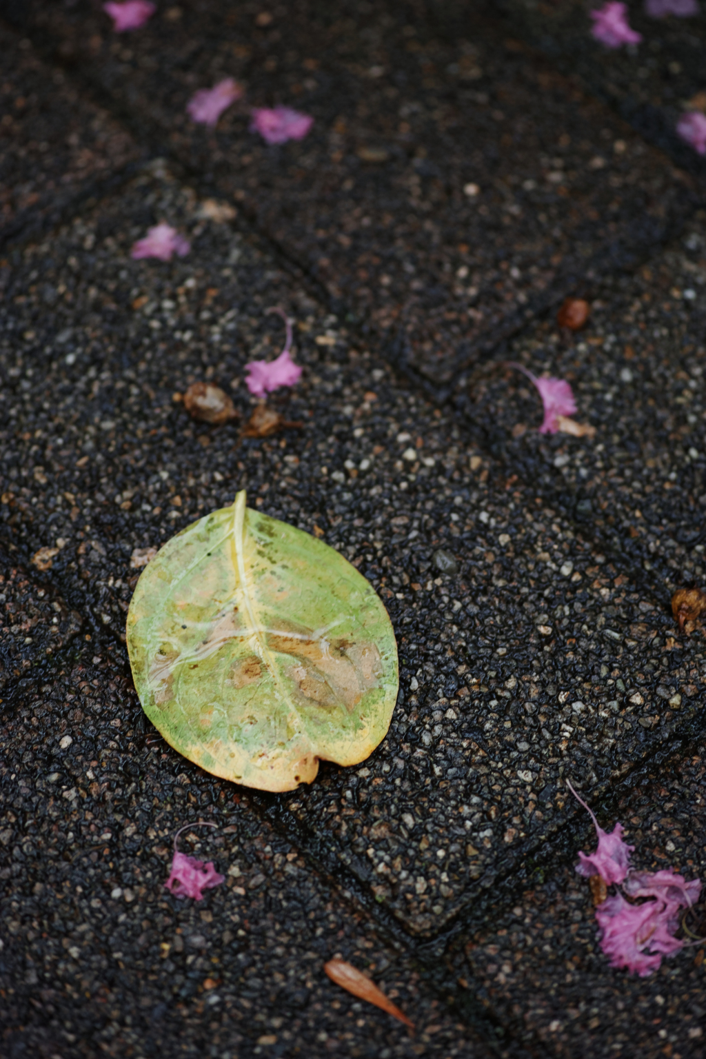雨に打たれて