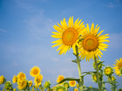 手のひらを太陽に