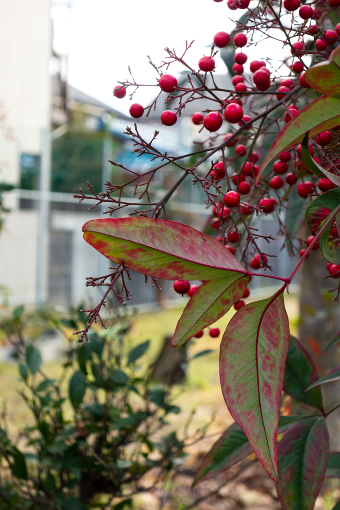 名前を知らないけど、花。