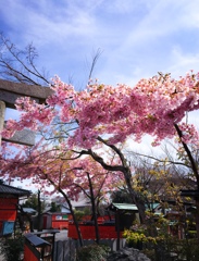 桜咲く